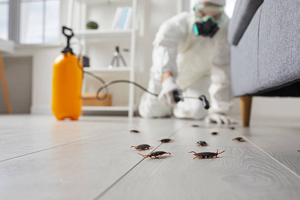 Post-Treatment Bed Bug Interceptor Monitoring in Newbern